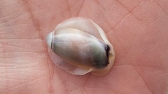 Olivancillaria
