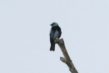 Masked Tanager (Stilpnia nigrocincta), photo 6