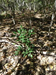 Lonchocarpus mutans
