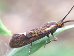 Esperia sulphurella