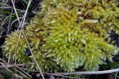 Brachythecium glareosum