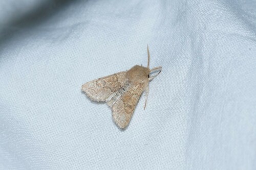 Orthosia miniosa