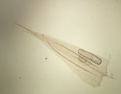 Brachythecium glareosum