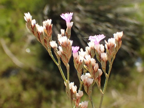 iNaturalist observation photo of Algerian sea lavender