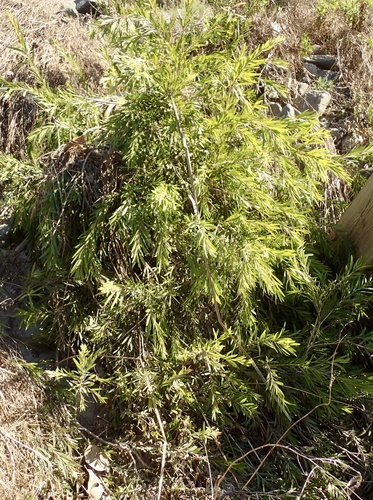 iNaturalist observation photo of weeping bottlebrush