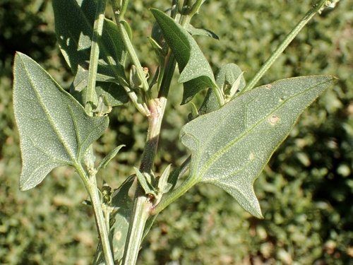 iNaturalist observation photo of Creeping Saltbush