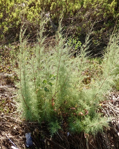 iNaturalist observation photo of saltcedar