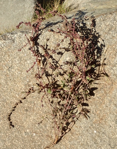 iNaturalist observation photo of Creeping Saltbush