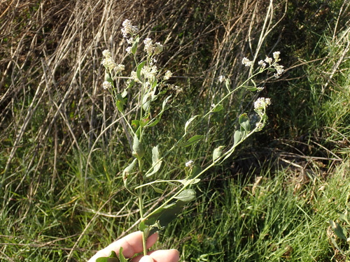iNaturalist observation photo of broadleaved pepperweed