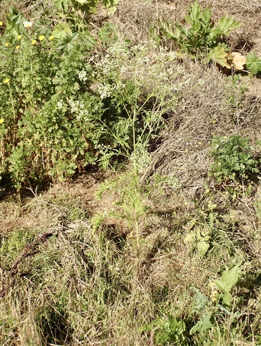 iNaturalist observation photo of Santa Maria feverfew