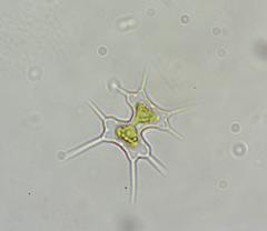 Xanthidium octocorne