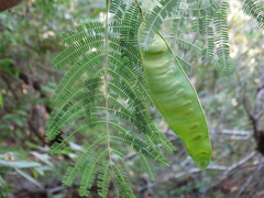 Lysiloma divaricatum