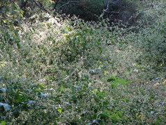 Salpianthus purpurascens