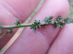 Jamesbrittenia atropurpurea