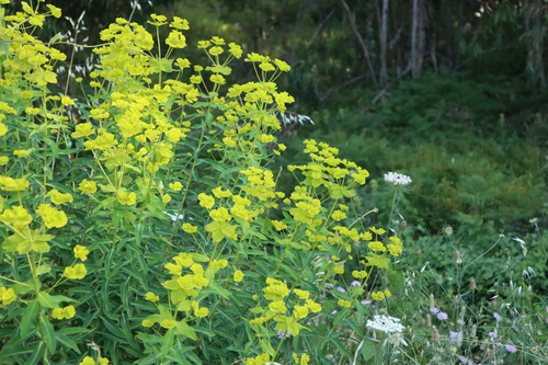 Image of Euphorbia paniculata by (c) Vicente Lopes, some rights reserved (CC BY)