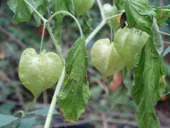 Physalis pruinosa