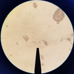 Closteriopsis