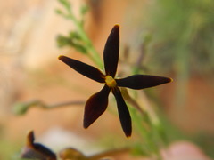 Jamesbrittenia atropurpurea