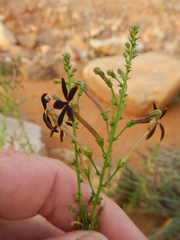 Jamesbrittenia atropurpurea