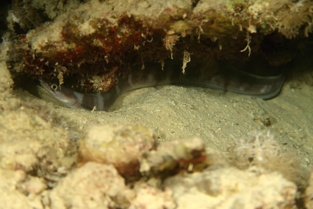 Longfin African conger