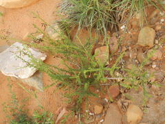 Jamesbrittenia atropurpurea