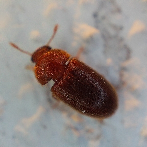 Hairy Fungus Beetle photo 3