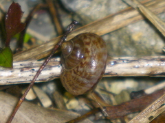 Cyclophorus turgidus