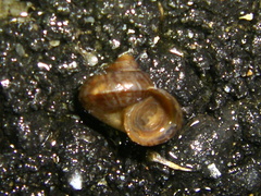 Cyclophorus turgidus