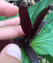 Trillium angustipetalum