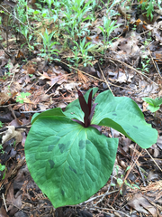 Trillium angustipetalum