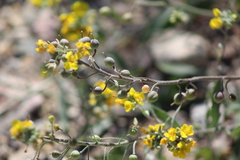 Physaria gordonii
