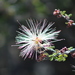 Calliandra eriophylla - Photo (c) Eliseo D Moreno, μερικά δικαιώματα διατηρούνται (CC BY-SA), uploaded by Eliseo D Moreno