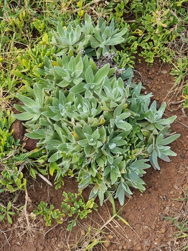 Helichrysum devium (Helichrysum devium)