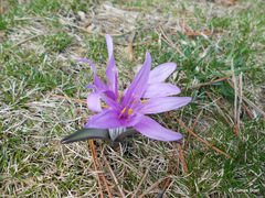 Colchicum bulbocodium