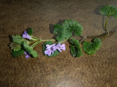 Glechoma hederacea