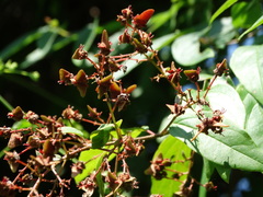 Heteropterys palmeri