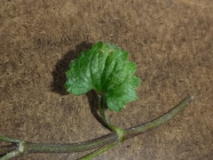 Glechoma hederacea