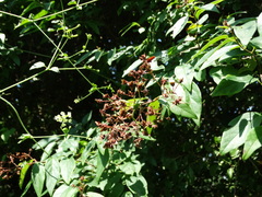 Heteropterys palmeri