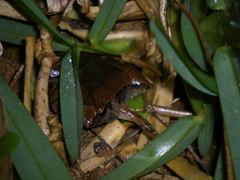 Microhyla okinavensis