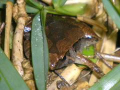 Microhyla okinavensis