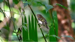 Vireo bairdi