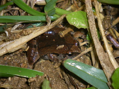 Microhyla okinavensis