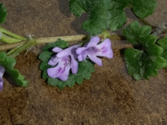 Glechoma hederacea