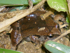 Microhyla okinavensis