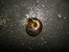 Satsuma