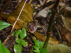 Cyclophorus turgidus