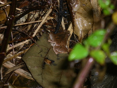 Microhyla okinavensis