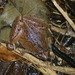 Okinawa Rice Frog - Photo (c) Evan Centanni, some rights reserved (CC BY-NC-SA), uploaded by Evan Centanni