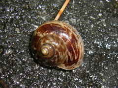 Cyclophorus turgidus