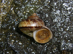 Cyclophorus turgidus